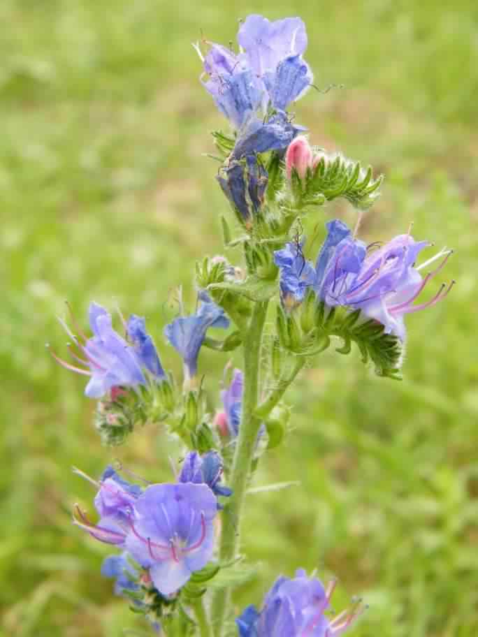 Purple Viper's Bugloss - Echium vulgare, click for a larger image