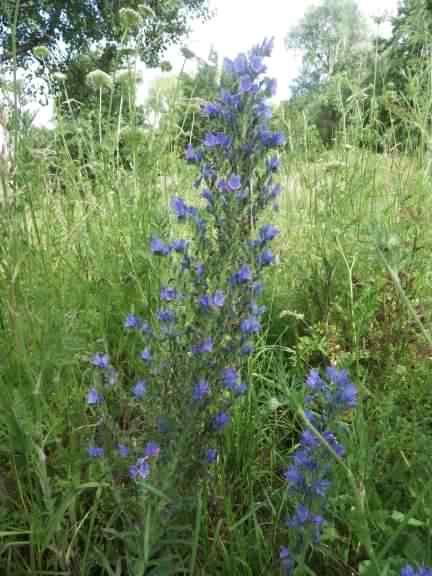 Viper's Bugloss - Echium vulgare, click for a larger image