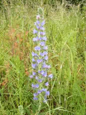 Viper's Bugloss - Echium vulgare, click for a larger image