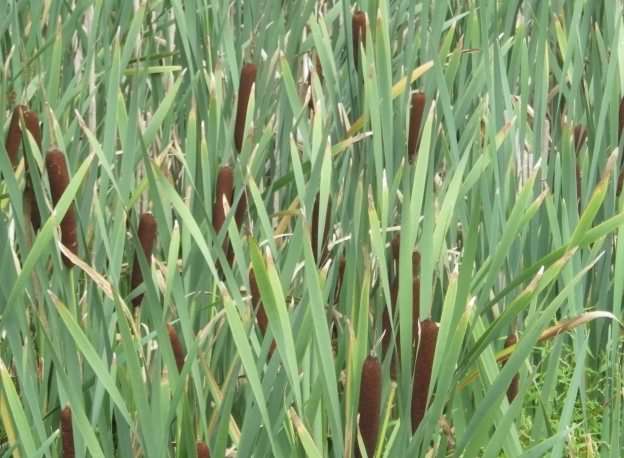 Bulrush - Typha latifolia, click for a larger image