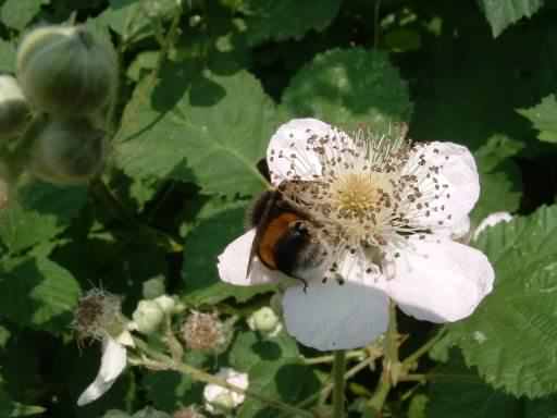 White Tailed Bumblebee - Bombus lucorum, click for a larger image