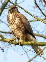 Buzzard - Buteo buteo, click for a larger image, photo licensed for reuse CCA2.0