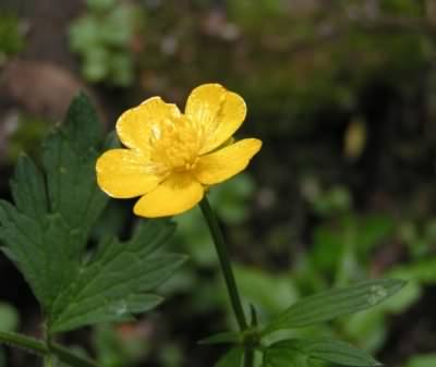Creeping Buttercup - Ranunculus repens, species information page, photo licensed for reuse 2004