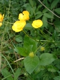 Bulbous Buttercup - Ranunculus bulbosus, click for a larger image