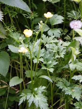 Bulbous Buttercup - Ranunculus bulbosus, click for a larger image