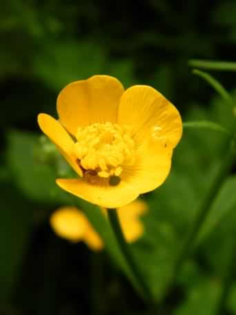 Bulbous Buttercup - Ranunculus bulbosu, click for a larger image