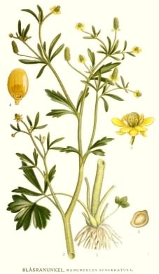Celery-leaved Buttercup - Ranunculus sceleratus, click for a larger image, public domain
