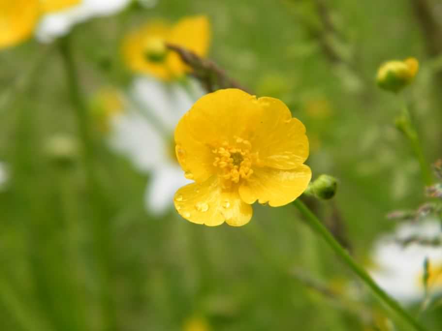 Meadow Buttercup - Ranunculus acris, click for a larger image