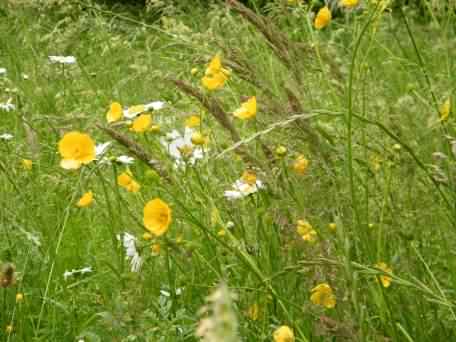 Meadow Buttercup - Ranunculus acris, click for a larger image