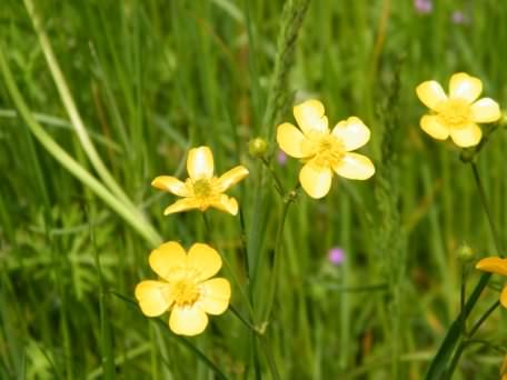 Meadow Buttercup - Ranunculus acris, click for a larger image