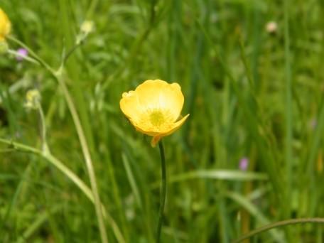 Meadow Buttercup - Ranunculus acris, click for a larger image