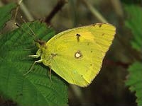 Clouded Yellow - Colias crocea, species information page