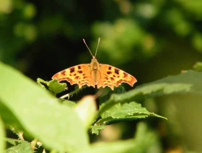 Comma - Polygonia c-album, species information page