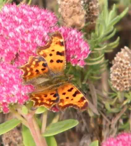 Comma - Polygonia c-album, click for a larger image