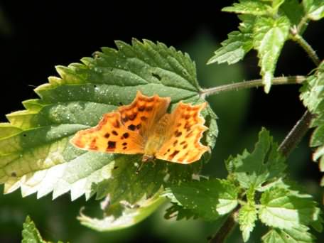 Comma - Polygonia c-album, click for a larger image