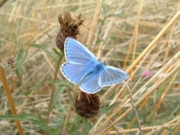 Common Blue Butterfly - Polyommatus icarus, species information page