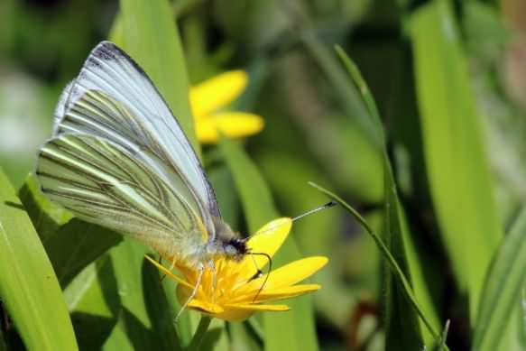 Green-veined White - Pieris napi, click for a larger image, photo licensed for reuse CCASA3.0