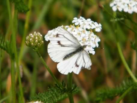 Green-veined White - Pieris napi, click for a larger image