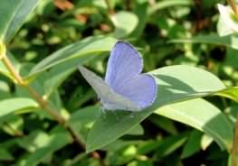 Holly Blue - Celastrina argiolus, species information page