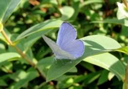 Holly Blue Butterfly (male), click for a larger image