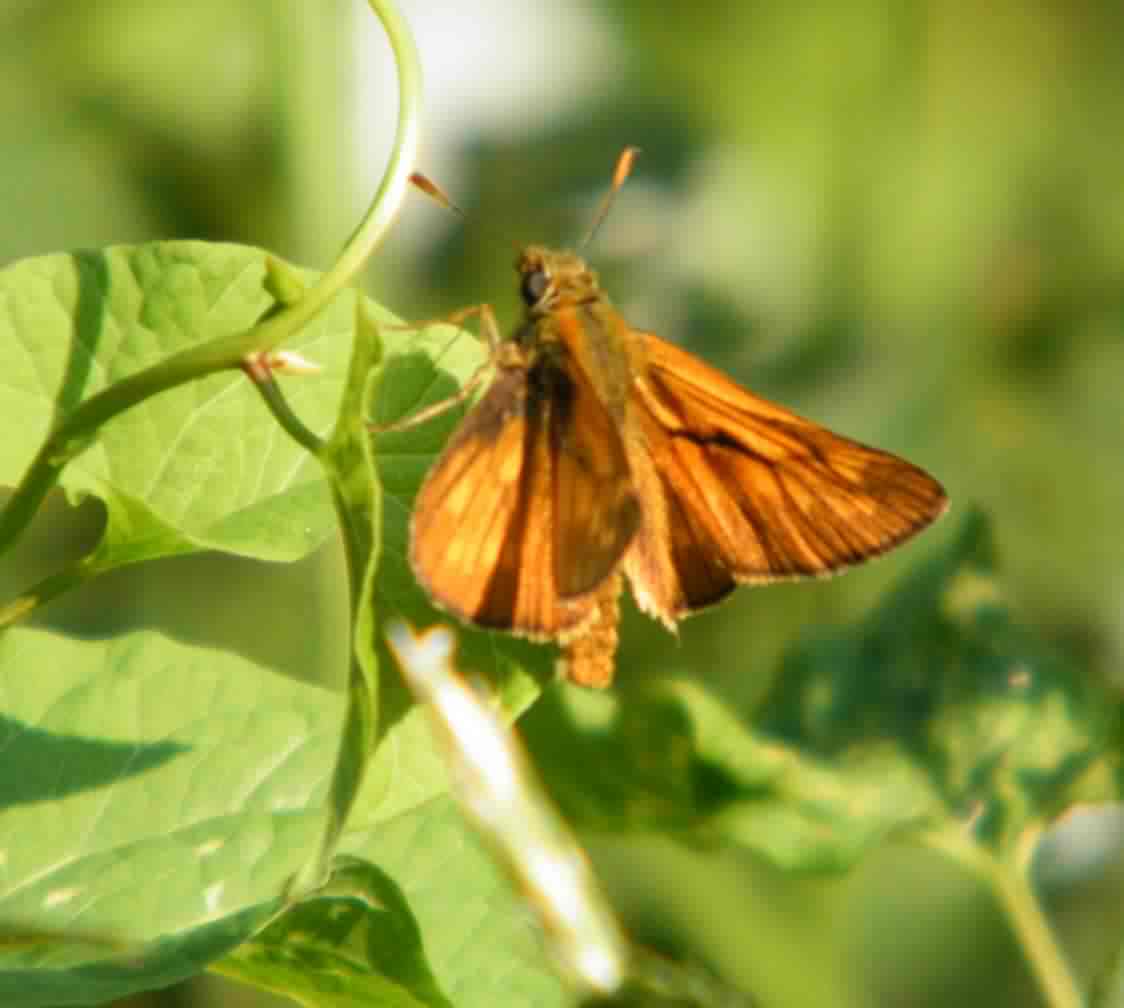 Large Skipper - Ochlodes sylvanus, click for a larger image