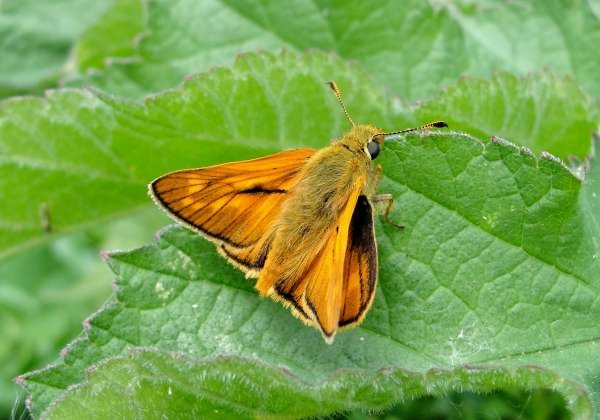 Large Skipper - Ochlodes sylvanus, click for a larger image