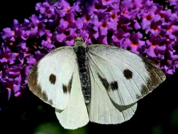 Large White - Pieris brassicae, species information pag