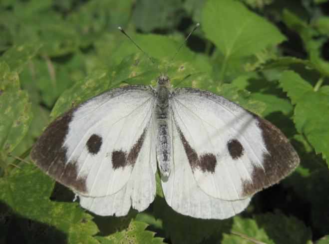 Large White - Pieris brassicae, click for a larger image, photo licensed for reuse CCASA4.0