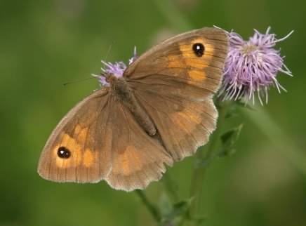 Meadow Brown - Maniola jurtina, species information page