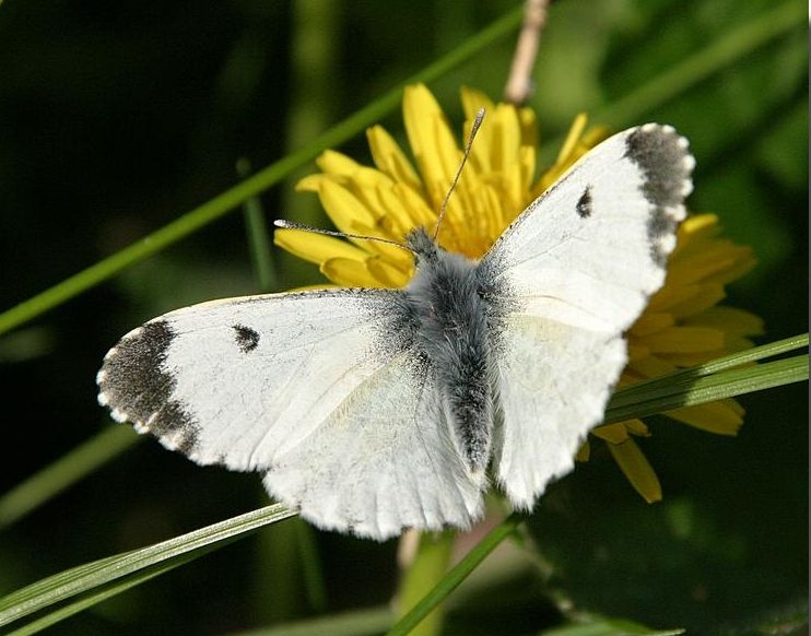 Orange-tip - Anthocharis cardamines, click for a larger image