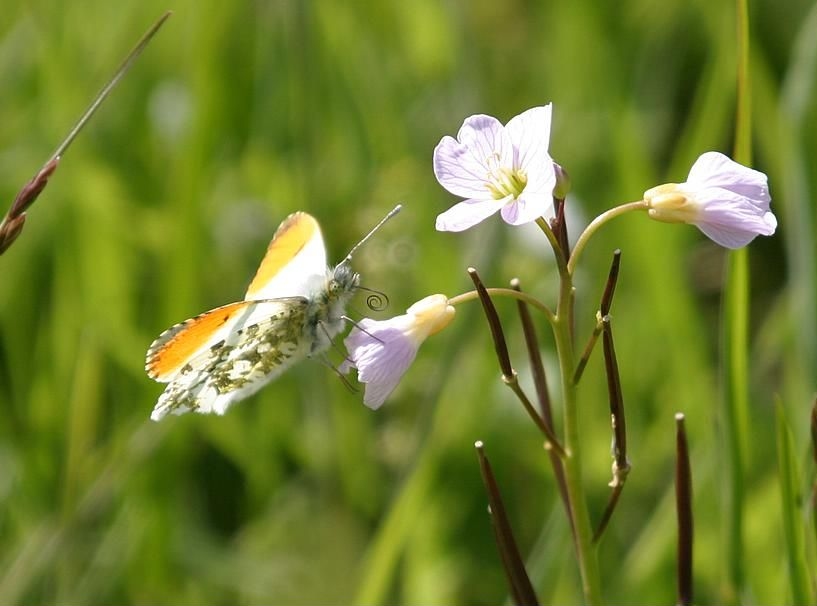 Orange-tip - Anthocharis cardamines, species information page