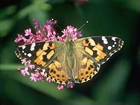 Painted Lady - Vanessa cardui, species information page