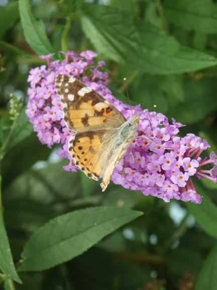 Painted Lady - Vanessa cardui, click for a larger image