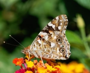 Painted Lady - Vanessa cardui, click for a larger image, photo licensed for reuse CCASA3.0