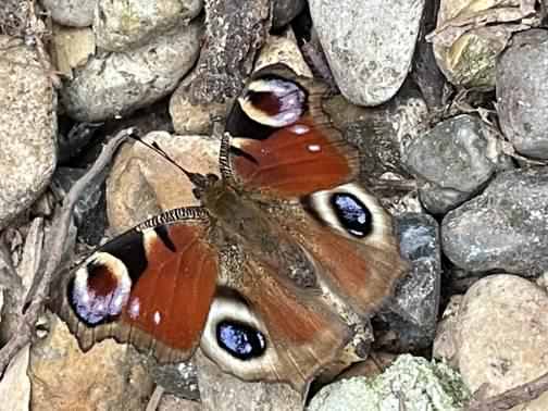 Peacock - Inachis io, click for a larger image