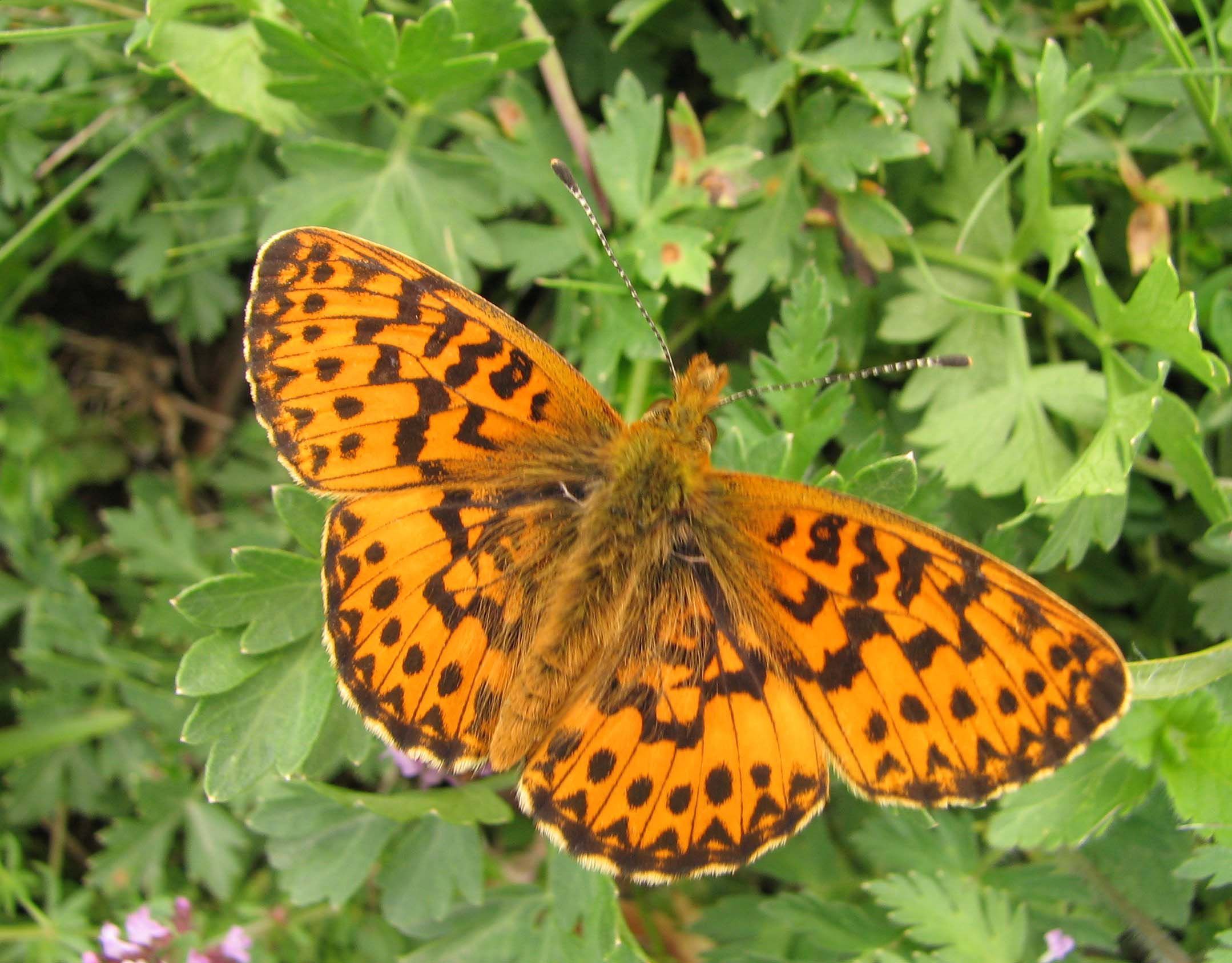 Pearl Bordered Fritillary - Boloria euphrosyne, species information page