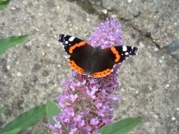 Red Admiral - Vanessa atalanta, click for a larger image