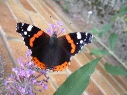 Red Admiral - Vanessa atalanta, click for a larger image