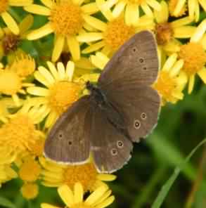 Ringlet - Aphantopus hyperantus, click for a larger image