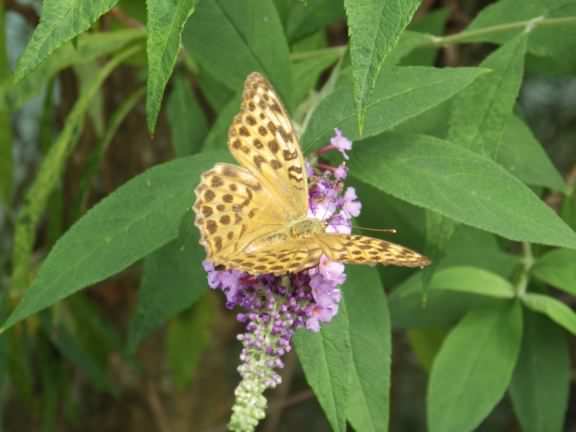 Silver-washed Fritillary - Argynnis paphia, click for a larger image