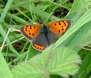 Small Copper - Lycaena phlaeas, click for a larger image