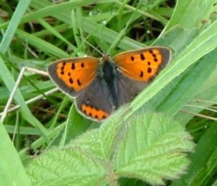 Small Copper - Lycaena phlaeas, species information page