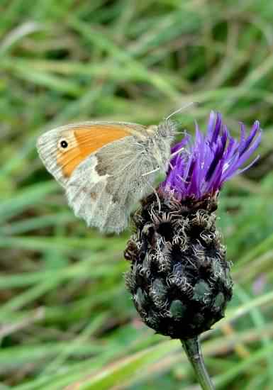 Small Heath - Coenonympha pamphilus, species information page