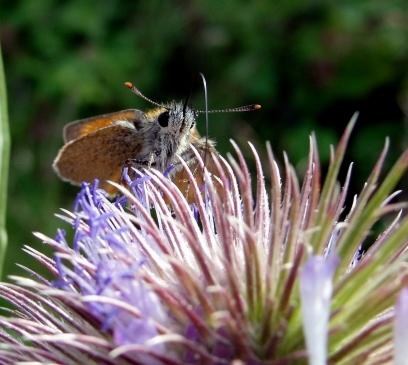Small Skipper - Thymelicus sylvestris, click for a larger image