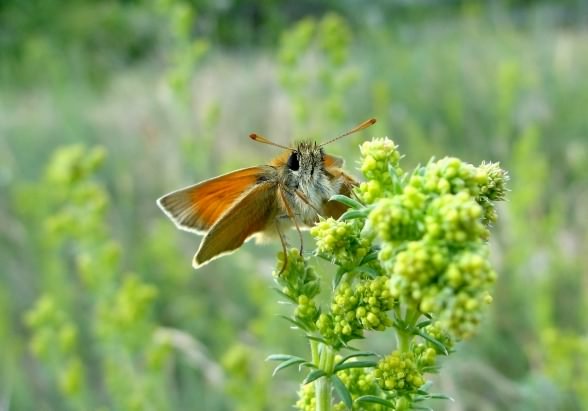 Small Skipper - Thymelicus sylvestris, click for a larger image