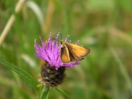 Small Skipper - Thymelicus sylvestris, click for a larger image