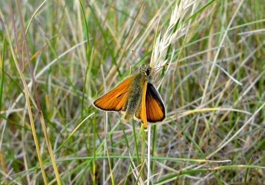 Small Skipper - Thymelicus sylvestris, click for a larger image