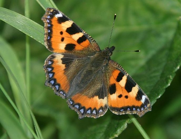 Small Tortoiseshell - Aglais urticae