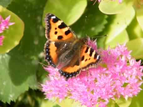 Small Tortoiseshell - Aglais urticae, click for a larger image