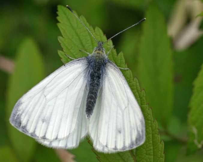 Small White - Pieris rapae, click for a larger image, photo licensed for reuse ©2005 Entomart